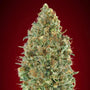 Kaya 47 Auto (Advanced Seeds) autoflowering
