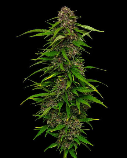 Squirt (Humboldt Seed Co.) feminisiert