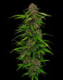 Squirt (Humboldt Seed Co.) feminized
