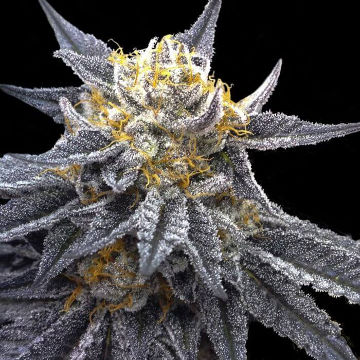 SSOG (DNA Genetics) feminisiert Cannabis Samen von DNA Genetics