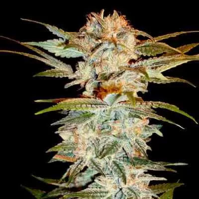 Stacked Kush (DNA Genetics) feminisiert Cannabis Samen von DNA Genetics