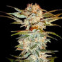 Stacked Kush (DNA Genetics) feminisiert