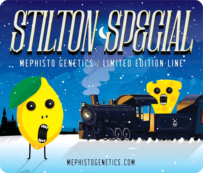 Stilton Special Auto (Mephisto Genetics)