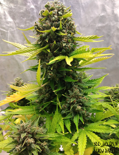 Stilton Special Auto (Mephisto Genetics)
