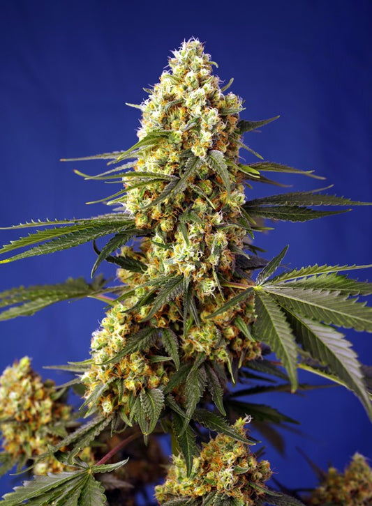 Strawberry Banana Gelato XL Auto (Sweet Seeds)