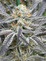 Strawberry Cadillac (Lovin In Her Eyes) feminized