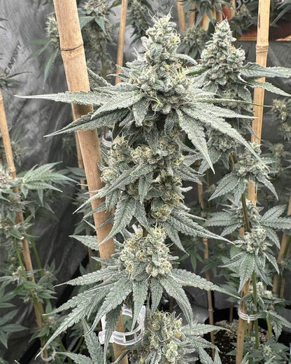 Sundae Supper (Solfire Gardens) feminisiert