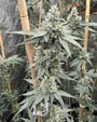 Sundae Supper (Solfire Gardens) Feminized