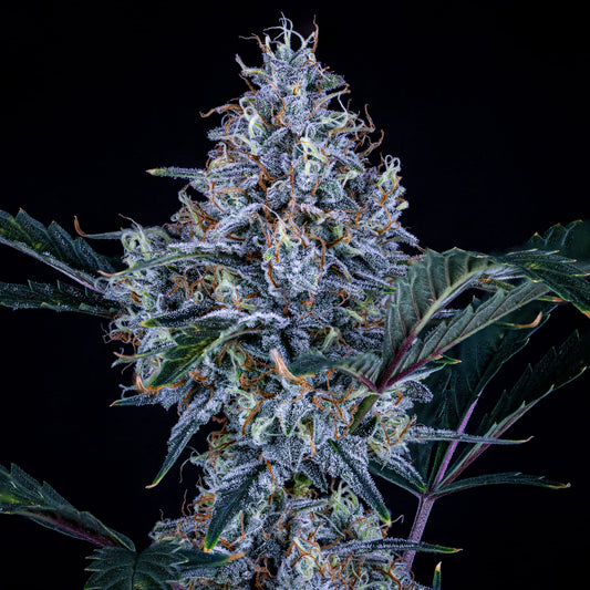 Sundae Thumper Auto (Mephisto Genetics)