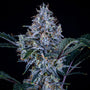 Sundae Thumper Auto (Mephisto Genetics)