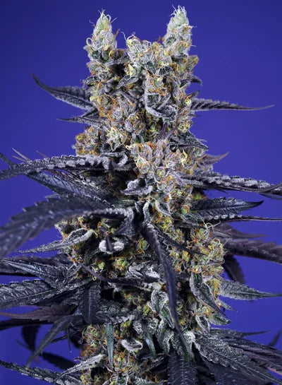 Super Boof XL Auto (Sweet Seeds) Cannabis Samen von Sweet Seeds