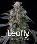 Super Boof (Barneys Farm) feminisiert Cannabis Samen von Barneys Farm
