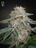 Super Lemon Haze x GMO (Greenhouse Seed Co.) feminisiert Cannabis Samen von Greenhouse Seed Co.