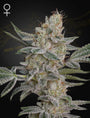 Super Lemon Haze x RS11 (Greenhouse Seed Co.) feminized