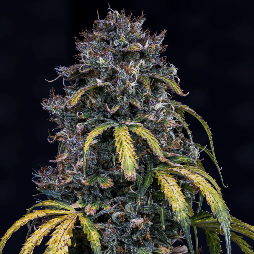 Mephisto Super Orange Haze