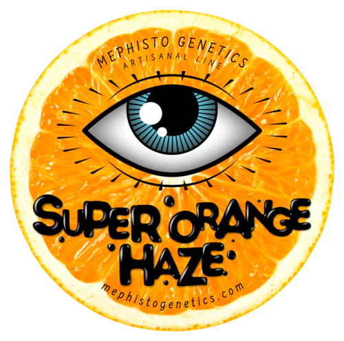 Super Orange Haze Auto (Mephisto Genetics)