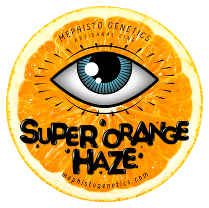 Super Orange Haze Auto (Mephisto Genetics)