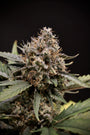 Sweet n Sour Auto (Mephisto Genetics)