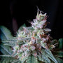 Cream Caramel F1 Fast Version (Sweet Seeds) feminized
