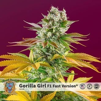 Gorilla Girl F1 Fast Version (Sweet Seeds) feminisiert