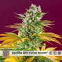 Gorilla Girl F1 Fast Version (Sweet Seeds) feminisiert