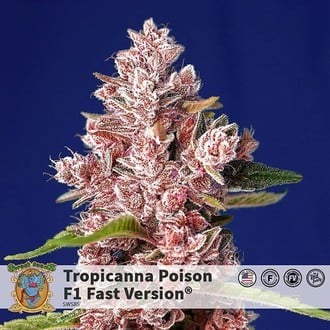 Tropicanna Poison F1 Fast Version (Sweet Seeds) feminisiert
