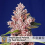 Tropicanna Poison F1 Fast Version (Sweet Seeds) feminisiert