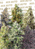 Sweet Mix Auto (Sweet Seeds) Cannabis Samen von Sweet Seeds