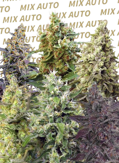 Sweet Mix Auto (Sweet Seeds)
