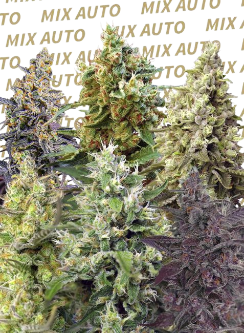 Sweet Mix Auto (Sweet Seeds)