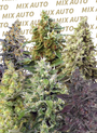 Sweet Mix Auto (Sweet Seeds)