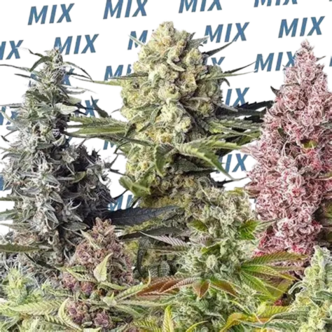 Sweet Mix (Sweet Seeds) feminisiert