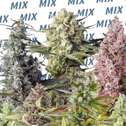 Sweet Mix (Sweet Seeds) feminisiert