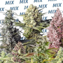 Sweet Mix (Sweet Seeds) feminisiert