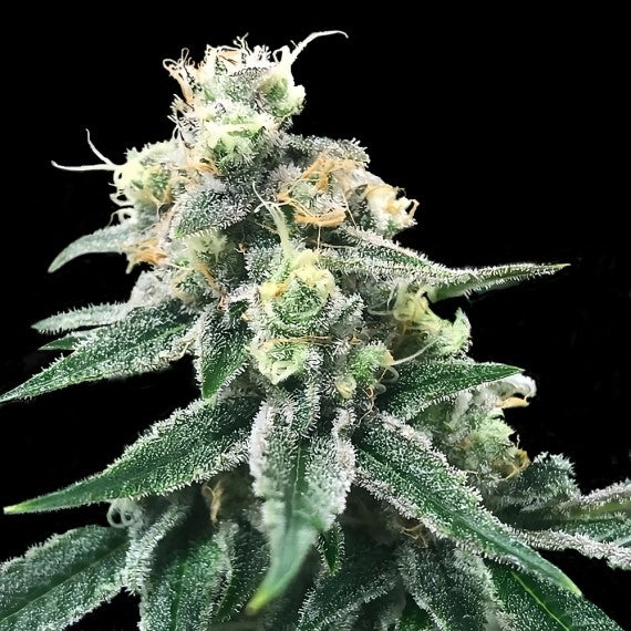 Swiss Miss (DNA Genetics) feminisiert Cannabis Samen von DNA Genetics