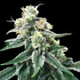 Swiss Miss (DNA Genetics) feminisiert
