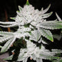 Tacky Glue (In House Genetics) feminized