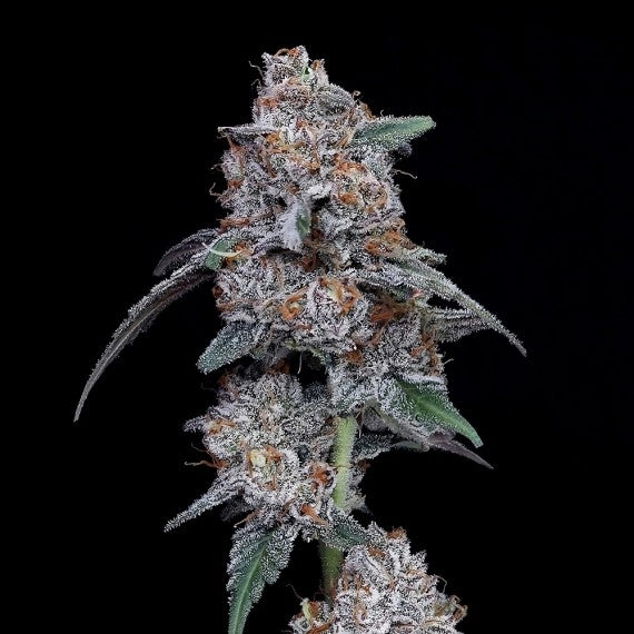 The Big Mac Auto (DNA Genetics) Cannabis Samen von DNA Genetics