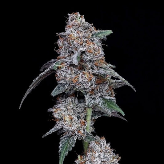 The Big Mac Auto (DNA Genetics) Cannabis Samen von DNA Genetics