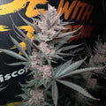 The Pulp Father (Solfire Gardens) feminisiert Cannabis Samen von Solfire Gardens