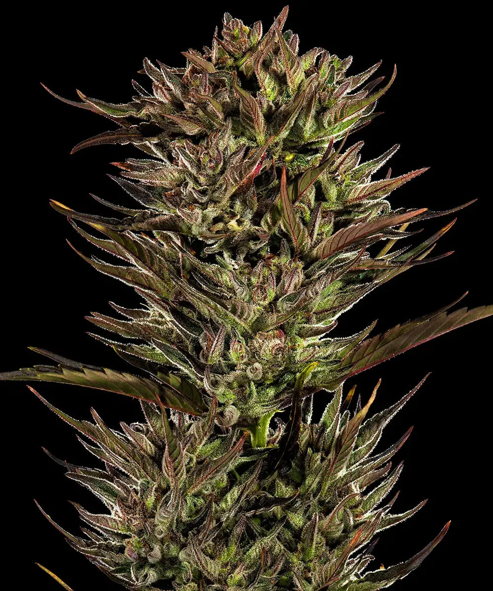Thin Mint x Sour Pinot Auto (Barneys Farm)