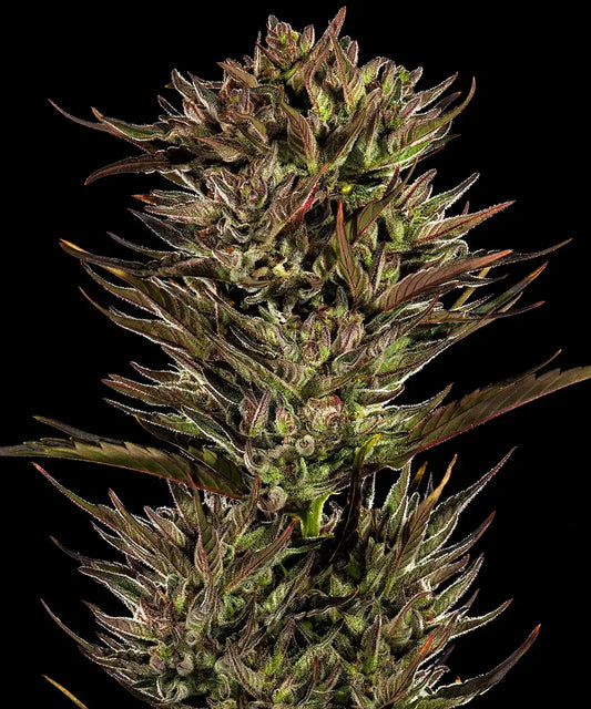 Thin Mint x Sour Pinot Auto (Barneys Farm)