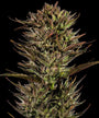 Thin Mint x Sour Pinot Auto (Barneys Farm)