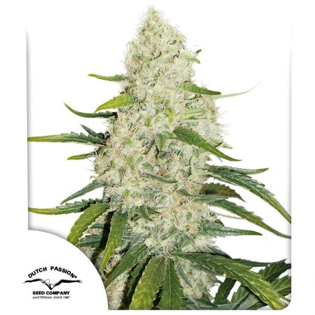 Think Big Auto (Dutch Passion) Cannabis Samen von Dutch Passion