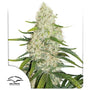 Think Big Auto (Dutch Passion)