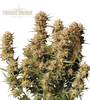 Thunder Banana Auto (Seedstockers)