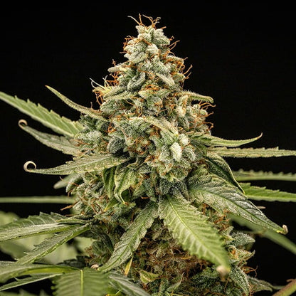 Titan F1 Auto (Royal Queen Seeds)