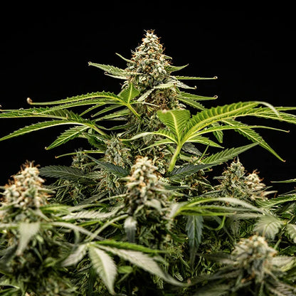 Titan F1 Auto (Royal Queen Seeds)