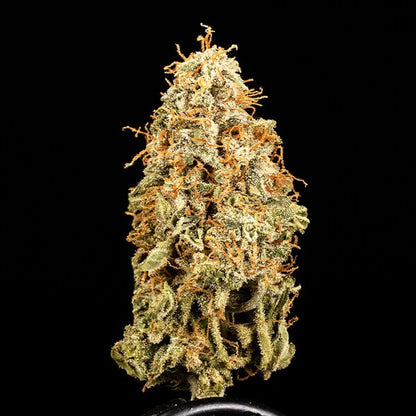 Titan F1 Auto (Royal Queen Seeds)