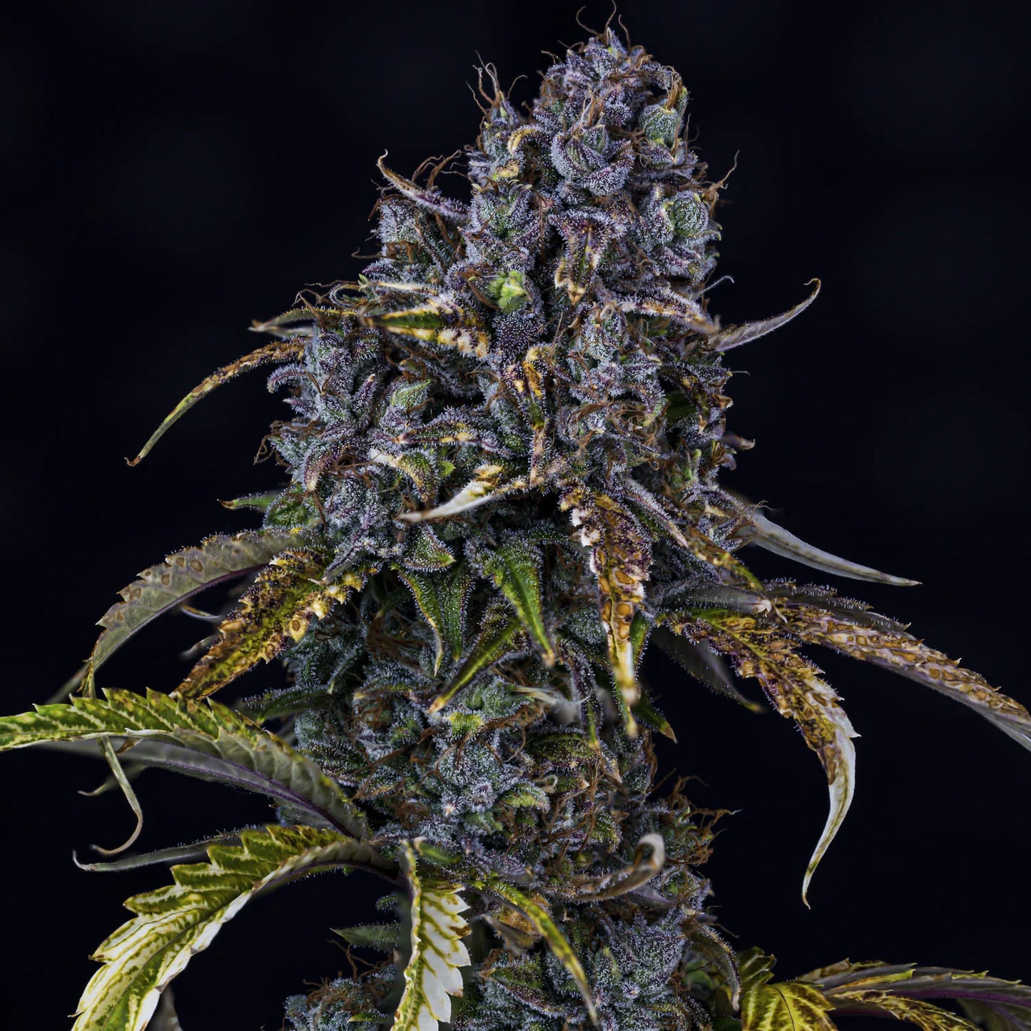 Toof Decay Auto (Mephisto Genetics)